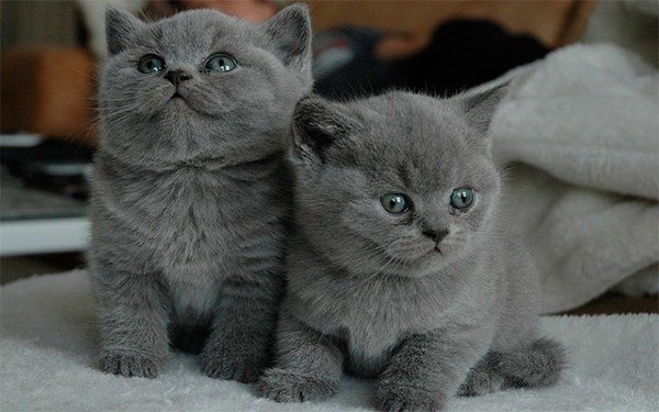 Positiva lanza seguro innovador que incluye hasta el gato