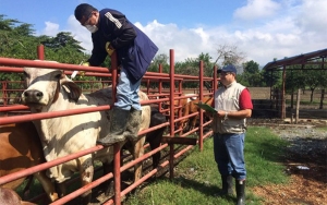Zona de contenci&oacute;n no impedir&aacute; concentraciones de vacunos