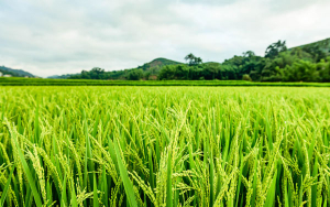 Fedearroz alerta por solicitudes fraudulentas en supuestos proyectos