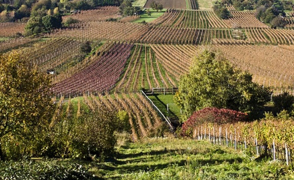 Vino Casalbor, una cepa con el prestigio de La Rioja y Valladolid