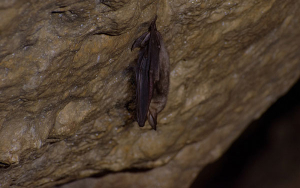 Murci&eacute;lagos en Colombia, subespecie asciende a especie