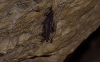 Murci&eacute;lagos en Colombia, subespecie asciende a especie