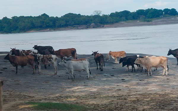 Ganader&iacute;a del Guain&iacute;a, aunque peque&ntilde;a, sigue mejorando y busca prosperar
