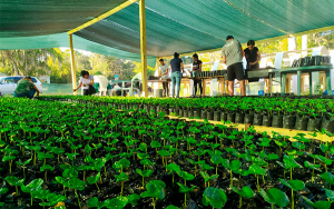 Colombianos adelantan plan piloto cafetero en Estados Unidos