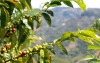 Cafeteros en alerta, nuevos linajes y variantes de roya est&aacute;n en Colombia