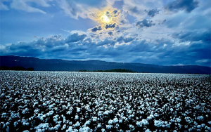 Semillas autorizadas, motor del desarrollo agr&iacute;cola y la seguridad alimentaria