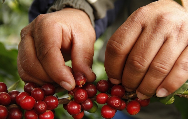 Caf&eacute; colombiano, &iquest;adios al mercado de Nueva York?