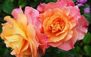 Tsunami de la revaluaci&oacute;n se llev&oacute; 50 empresas del sector flores