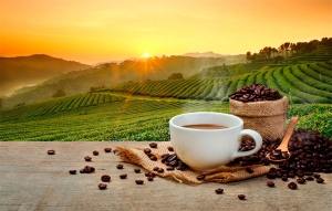 Por precios y clima viene una tragedia cafetera: Productores de Santa Mar&iacute;a