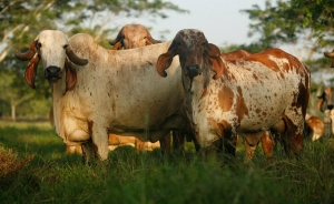 Ganader&iacute;a regional jugar&iacute;a rol clave en Desarrollo Sostenible