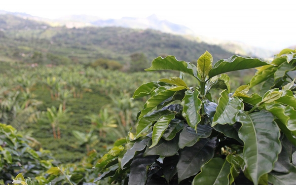 El Comit&eacute; de Cafeteros del Huila tiene nuevo Presidente