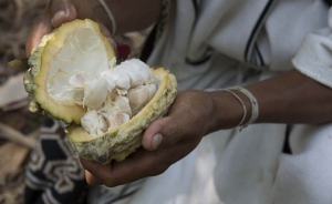 Cacao Hunters presenta con comunidades ind&iacute;genas primer chocolate "Arhuacos 72%"