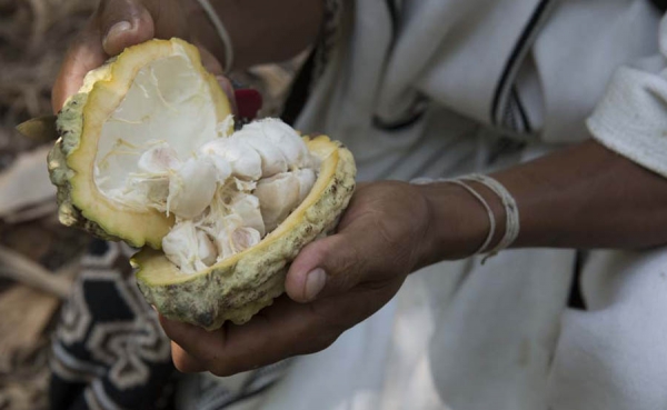 Cacao Hunters presenta con comunidades ind&iacute;genas primer chocolate "Arhuacos 72%"