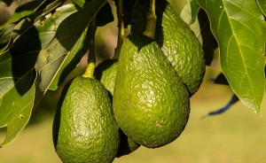 Costa Rica lanza un sello de origen y calidad para su aguacate hass