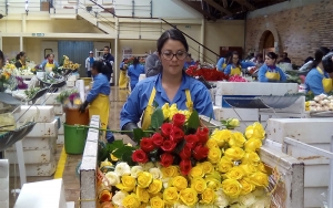 Flores colombianas, el jard&iacute;n esperanzador de la econom&iacute;a