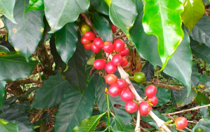 Producci&oacute;n de caf&eacute; de Colombia alcanza 868.000 sacos en enero