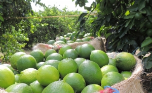 Fruta colombiana se toma a Italia