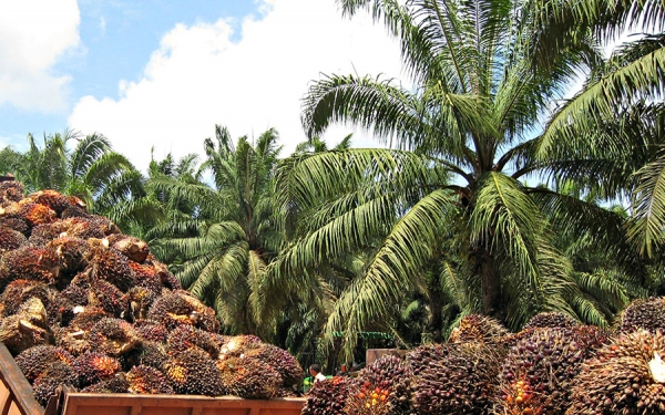 Minagricultura dice que Colombia no ser&aacute; tierra f&eacute;rtil para las importaciones