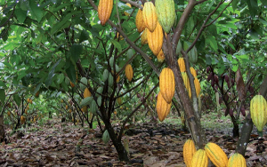 Producci&oacute;n de cacao colombiano sigue en aumento