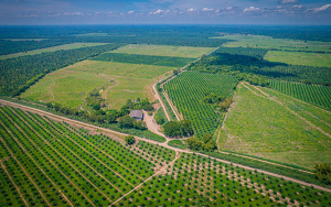 Gremca, primera certificaci&oacute;n mundial libre de deforestaci&oacute;n