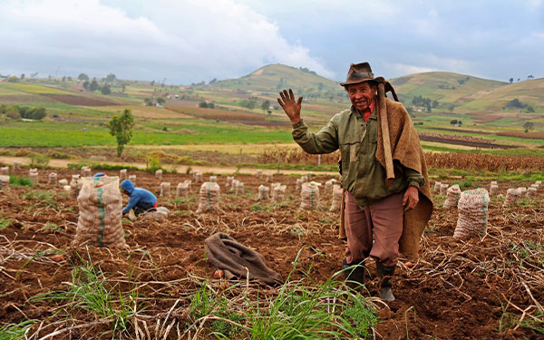 Salidas econ&oacute;micas, sociales y alimentarias est&aacute;n en el campo: Fedepapa