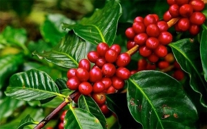 Producci&oacute;n cafetera en 2020 fue de 13,9 millones de sacos: Fedecaf&eacute;