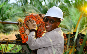 Sector palmero seguir&aacute; siendo motor de desarrollo sostenible en 2025