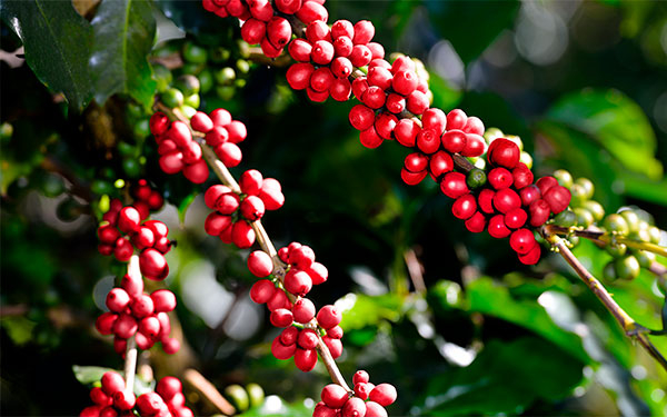 Cosecha cafetera en Colombia: cerca de 14 millones de sacos