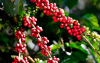 Cosecha cafetera en Colombia: cerca de 14 millones de sacos