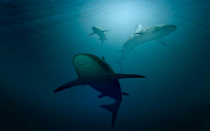 Tr&aacute;fico de especies en Per&uacute; debe ser tratado como delito grave