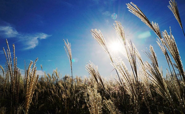 Emergencia fitosanitaria y econ&oacute;mica alista el gobierno