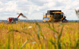Mon&oacute;meros no soluciona el problema del agro: Fedearroz