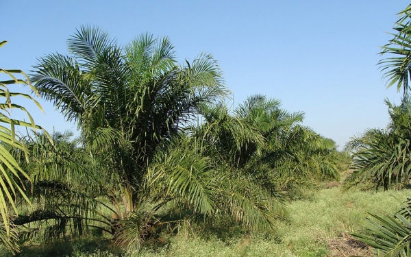 La mujer palmera campesina 2018 es de Puerto Wilches, Santander