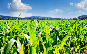 Oferta productiva para balanceados demanda $11.7 billones desde 2022