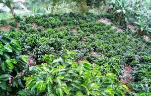 Arranca renovaci&oacute;n de cafetales con recursos por $50.500 millones