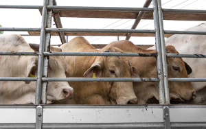 Transporte de ganado responsable de virus y enfermedades mortales