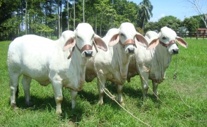 Valledupar fue escenario del Foro Internacional de la carne