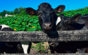 Ganado Holstein, por atributo y rendimientos, todo un cheque al portador