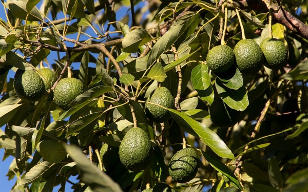 Colombia en China: Apertura para el aguacate hass y acuerdo bananero