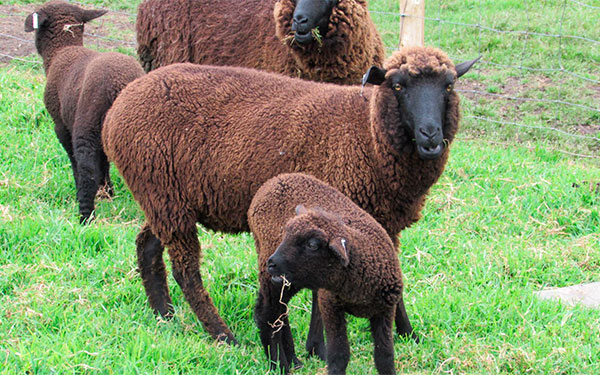 Preservar la oveja criolla, un enorme desaf&iacute;o: El Gran Cordero Gourmet