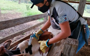 Habr&aacute; vacunaci&oacute;n contra fiebre aftosa en zonas de frontera con Venezuela