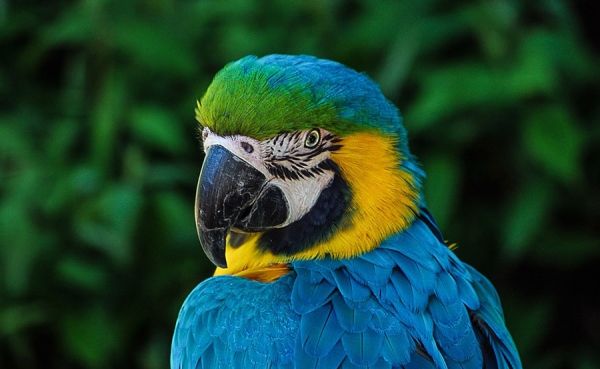 Aves colombianas traficadas ya tienen su huella gen&eacute;tica