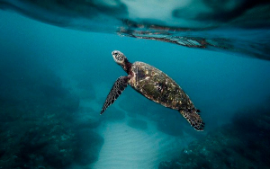 Confirman eficacia de tecnolog&iacute;a oxo-biodegradable en ambiente marino