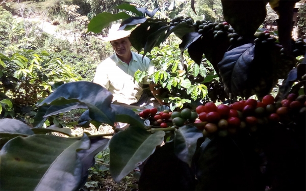 Santa Mar&iacute;a, un compendio de caficultura, trabajo y valent&iacute;a
