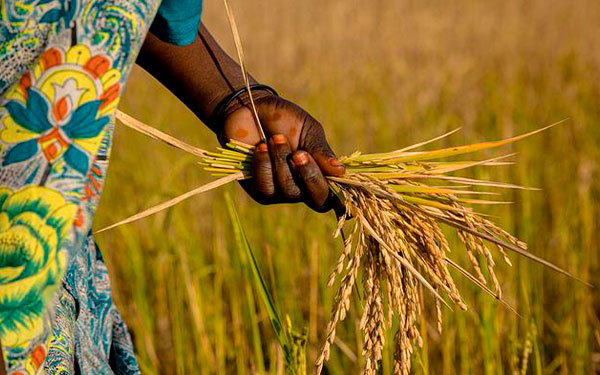 &Aacute;frica y Am&eacute;rica alistan cumbre para impulsar cooperaci&oacute;n agroalimentaria