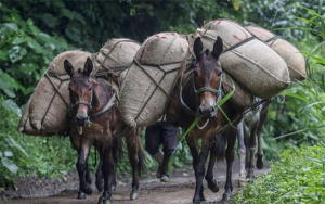 Exportaciones de caf&eacute; colombiano caen 11% en junio