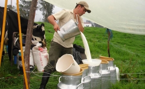 Importaciones de leche pueden quebrar la ganader&iacute;a
