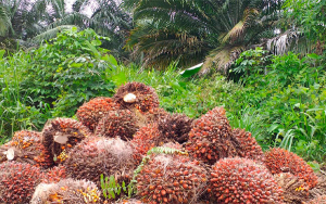 Palma de Tumaco, felicidad agr&iacute;cola pura con su antes y despu&eacute;s