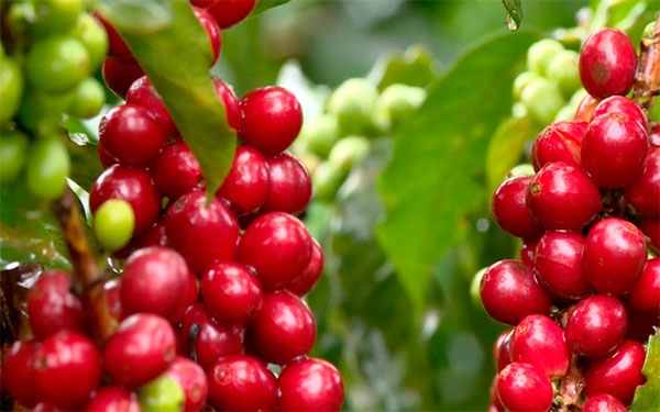 Producci&oacute;n de caf&eacute; colombiano crece 5% en lo corrido del a&ntilde;o