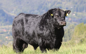 Angus y Brangus, razas potentes a la hora de definir el negocio ganadero